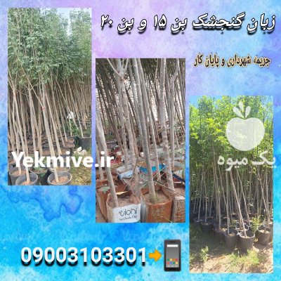نهال درخت زبان گنجشک بن ٢٠ در گروه خرید و فروش نهال در یکمیوه -عکس1