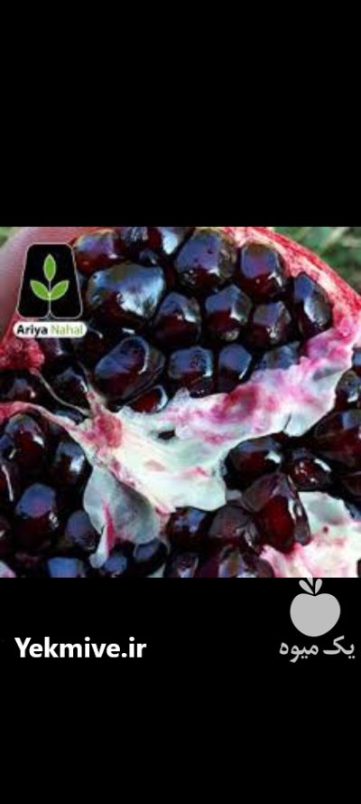 نهال انارهرات دانه سیاه در اصفهان در گروه خرید و فروش نهال انار در یکمیوه -عکس2