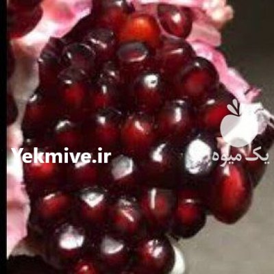 نهال انارواندرف ول امریکایی در اصفهان در گروه خرید و فروش نهال انار در یکمیوه -عکس1