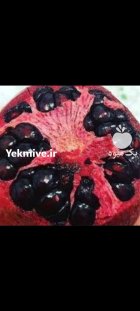 نهال انارهرات دانه سیاه در اصفهان