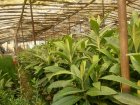 نهال ازگیل گلابی کانادایی 2 فصل در اصفهان
