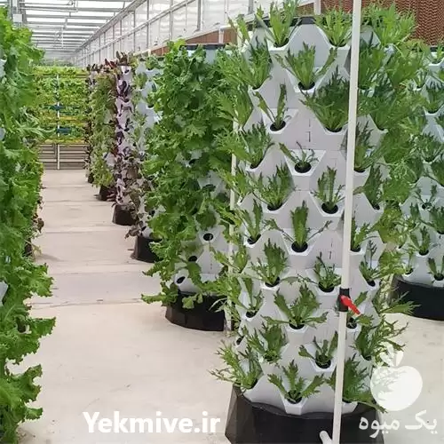 قیمت خرید تجهیزات کشت هیدروپونیک در مشهد در گروه خرید و فروش تجهیزات هیدروپونیک در یکمیوه -عکس1