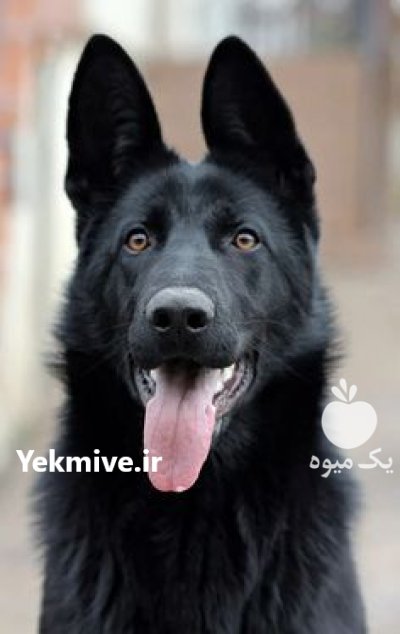 فروش توله سگ ژرمن بلک سگ در کرج در گروه سگ و گربه در یکمیوه -عکس1