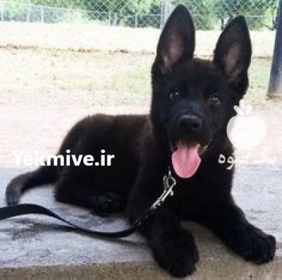 فروش توله سگ ژرمن بلک سگ در کرج در گروه سگ و گربه در یکمیوه -عکس2