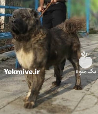 فروش سگ نگهبان فروش سگ اصیل در اندیشه در گروه سگ و گربه در یکمیوه -عکس1