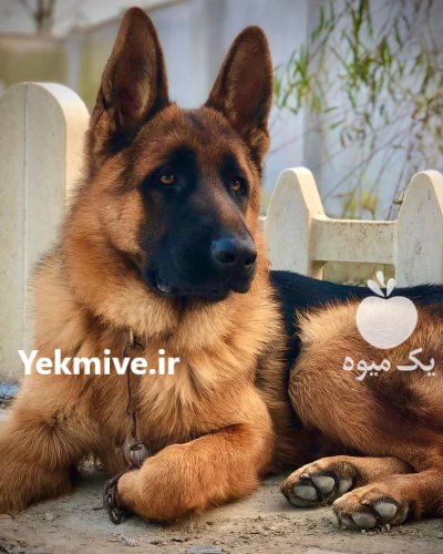 فروش توله سگ ژرمن توله سگ در کرج در گروه سگ و گربه در یکمیوه -عکس1