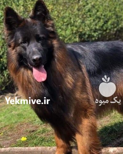 فروش توله سگ ژرمن توله سگ در کرج در گروه سگ و گربه در یکمیوه -عکس2