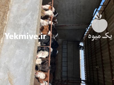 تهیه دام سمینتال اصیل در گروه گاو و گوسفند و میش و بز کهره گوساله در یکمیوه -عکس1