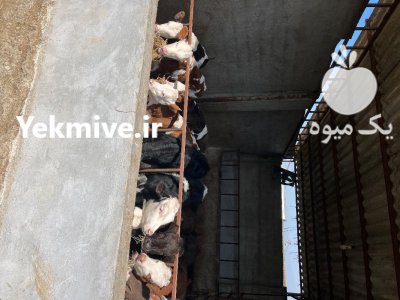 تهیه دام سمینتال اصیل در گروه گاو و گوسفند و میش و بز کهره گوساله در یکمیوه -عکس2