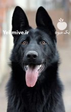 فروش توله سگ ژرمن بلک سگ در کرج در گروه سگ و گربه در یکمیوه