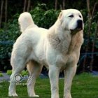 قیمت سگ سرابی فروش سگ نگهبان در تهران در گروه سگ و گربه در یکمیوه