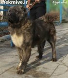 فروش سگ نگهبان فروش سگ اصیل در اندیشه در گروه سگ و گربه در یکمیوه