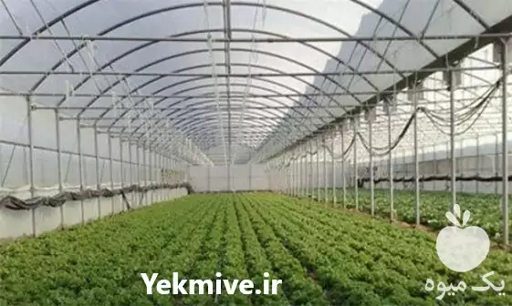 فروش نایلون کشاورزی در یزد در گروه خرید و فروش انواع پوشش ها در یکمیوه -عکس1