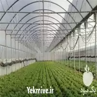 فروش نایلون کشاورزی در یزد در گروه خرید و فروش انواع پوشش ها در یکمیوه