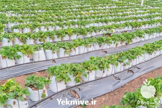 فروش کیسه کشت گروبک در کرمان  در گروه خرید و فروش بسته بندی نایلونی در یکمیوه -عکس1