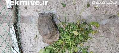 جفت لاک پشت خاکی در تهران در گروه حیوانات خانگی در یکمیوه -عکس1