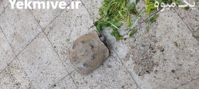 جفت لاک پشت خاکی در تهران در گروه حیوانات خانگی در یکمیوه -عکس2