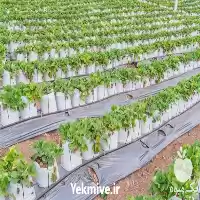 فروش کیسه کشت گروبک در کرمان  در گروه خرید و فروش بسته بندی نایلونی در یکمیوه