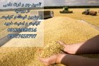 مشاوره برای خرید واردات غلات در تهران در گروه خرید و فروش غلات و حبوبات در یکمیوه