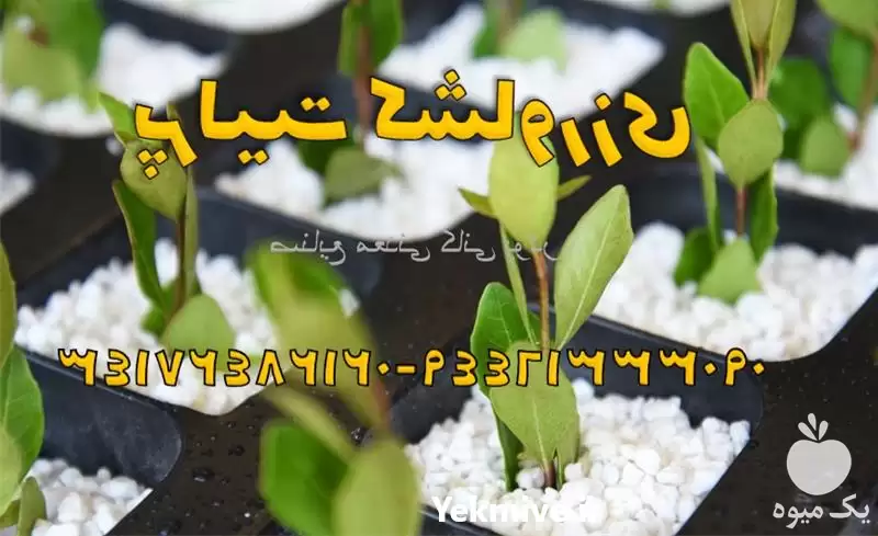 پرلیت منبسط شده فروش پرلیت در ساری در گروه خرید و فروش انواع کود کشاورزی در یکمیوه -عکس1