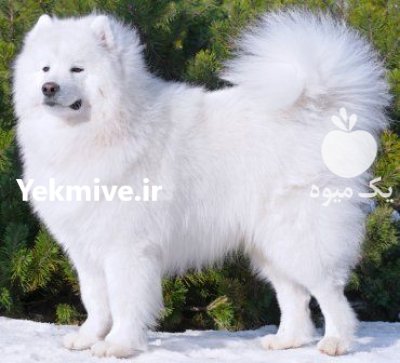 فروش سگ سفید فروش توله سامویید در گروه سگ و گربه در یکمیوه -عکس1