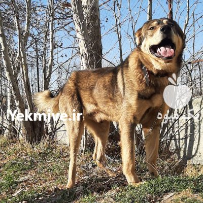 فروش سگ سرابی اصیل توله سگ در کرج در گروه سگ و گربه در یکمیوه -عکس1