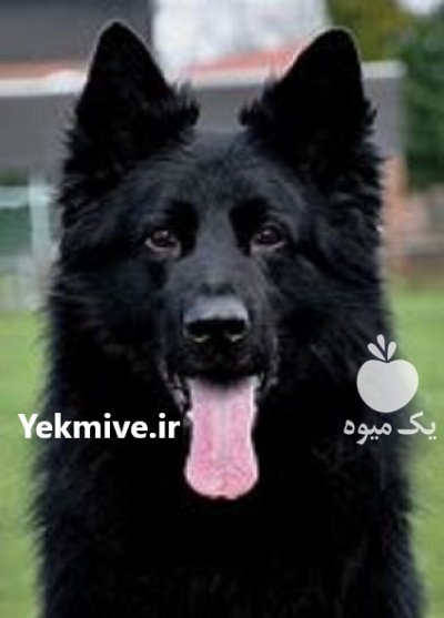 فروش سگ ژرمن بلک اصیل فروش در گروه سگ و گربه در یکمیوه -عکس1