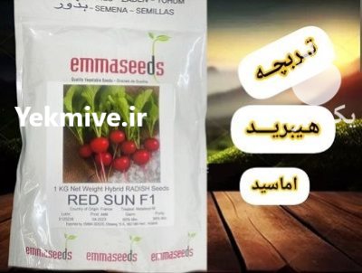 بذر تربچه رد سان اماسیدز فروش در اهواز در گروه خرید و فروش بذر سبزی در یکمیوه -عکس1