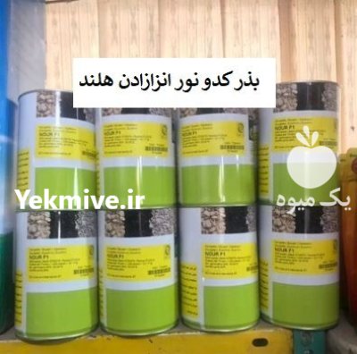 بذر کدو نور انزازادن هلند فروش در گروه خرید و فروش بذر کدو در یکمیوه -عکس1