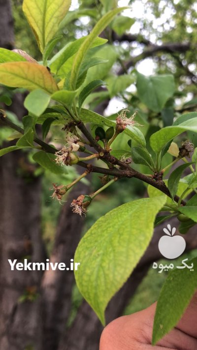 اجاره باغ میوه در گروه اجاره باغ میوه در یکمیوه -عکس1