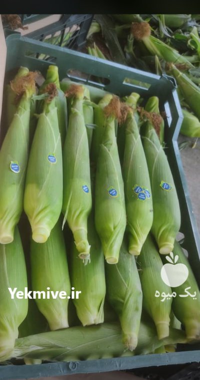كلم برگ هويج بلال مكزيكي هندوانه در اهواز در گروه خرید و فروش هندوانه در یکمیوه -عکس1