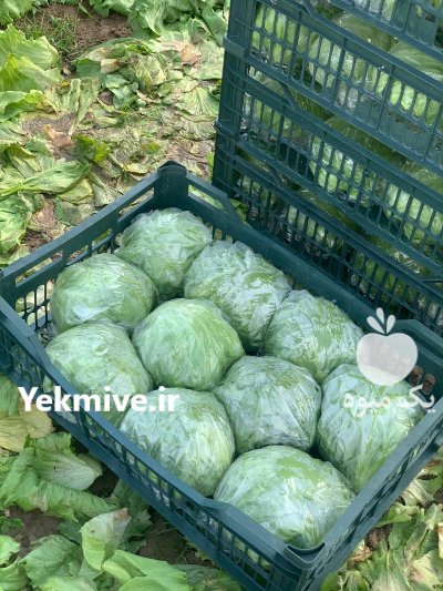 كلم برگ هويج بلال مكزيكي هندوانه در اهواز در گروه خرید و فروش هندوانه در یکمیوه -عکس2