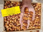 خرما خاصویی فله قیروکارزین در پاکدشت