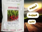 بذر تربچه رد سان اماسیدز فروش در اهواز در گروه خرید و فروش بذر سبزی در یکمیوه