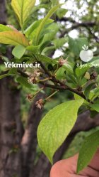 اجاره باغ میوه در گروه اجاره باغ میوه در یکمیوه