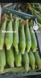 كلم برگ هويج بلال مكزيكي هندوانه در اهواز در گروه خرید و فروش هندوانه در یکمیوه