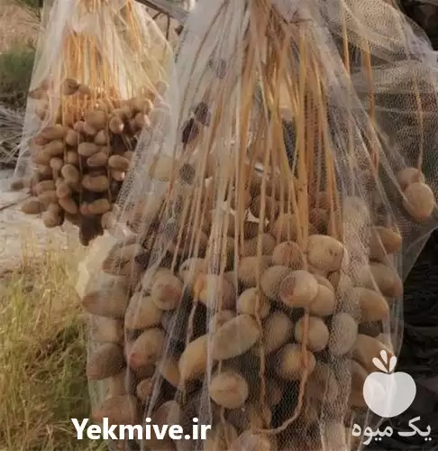 قیمت خرید توری محافظ نخل خرما در اهواز در گروه خرید و فروش توری گلخانه در یکمیوه -عکس1