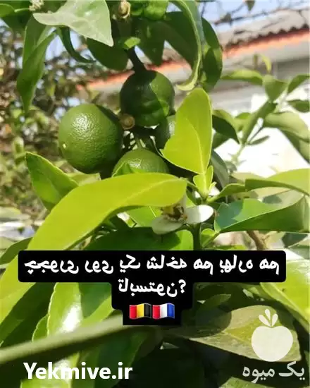 قیمت خرید کود نانو اوره رشد در تهران در گروه خرید و فروش انواع کود کشاورزی در یکمیوه -عکس1