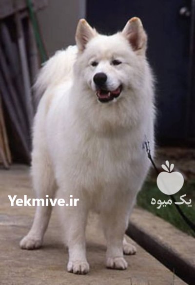 سگ سامویید عروسکی فروش سگ سامویید در گروه سگ و گربه در یکمیوه -عکس1