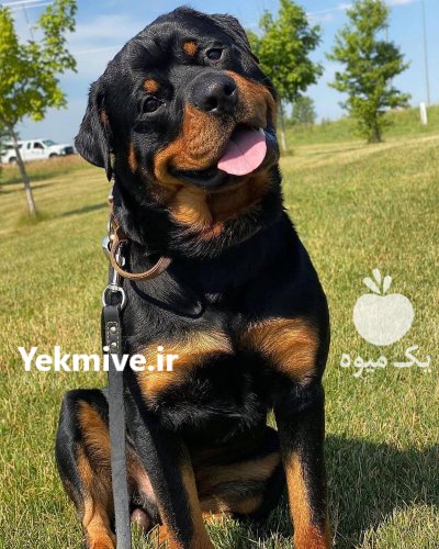 فروش سگ ژرمن شپرد اصیل توله در تهران در گروه سگ و گربه در یکمیوه -عکس1