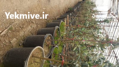 نهال زیتون کنسروالیا 3 ساله میوه دار تضمینی در اصفهان در گروه خرید و فروش نهال زیتون در یکمیوه -عکس1