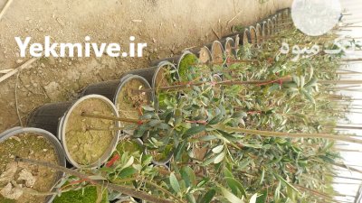 نهال زیتون کنسروالیا 3 ساله میوه دار تضمینی در اصفهان در گروه خرید و فروش نهال زیتون در یکمیوه -عکس2