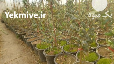 نهال زیتون کنسروالیا 3 ساله میوه دار تضمینی در اصفهان در گروه خرید و فروش نهال زیتون در یکمیوه -عکس3