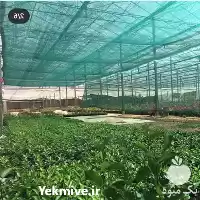 فروش سایبان گلخانه شید در تهران در گروه خرید و فروش توری گلخانه در یکمیوه