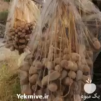 قیمت خرید توری محافظ نخل خرما در اهواز در گروه خرید و فروش توری گلخانه در یکمیوه