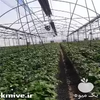 فروش هیتر تابشی گلخانه در بیرجند در گروه خرید و فروش بخاری و هیتر گلخانه در یکمیوه