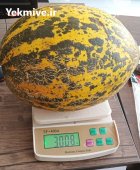آگهی مشابه فروش خربزه راک و خربزه فیتو در شیراز در گروه خرید و فروش خربزه در یکمیوه
