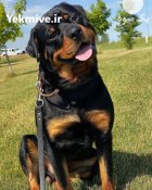 فروش سگ ژرمن شپرد اصیل توله در تهران در گروه سگ و گربه در یکمیوه