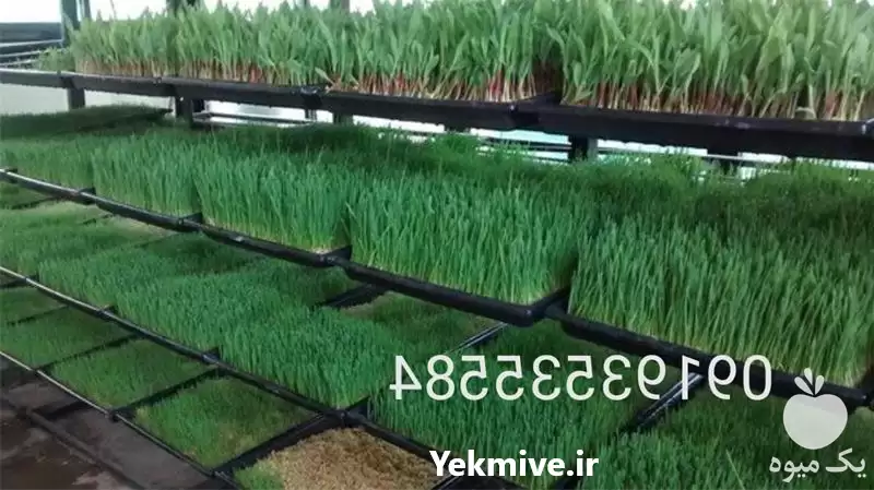 فروش سینی و تجهیزات دستگاه علوفه در بجنورد در گروه خرید و فروش دستگاه علوفه در یکمیوه -عکس1