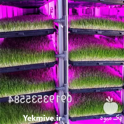 تولیدکننده و فروش تجهیزات تولید علوفه در گروه خرید و فروش دستگاه علوفه در یکمیوه -عکس1